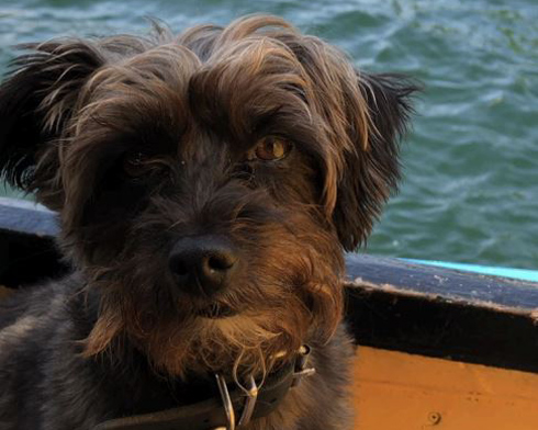 A close-up of a small, scruffy black dog with a shiny coat, sitting on a boat with water in the background. The dog's expression is alert and curious, suggesting a playful and adventurous nature.