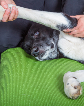 A black and white dog lies on a green mat while being playfully petted, with one paw being held up by a person's hand.