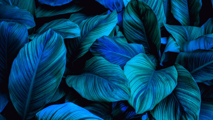 Vibrant blue-toned leaves with intricate patterns, creating a lush, tropical ambiance. Perfect for enhancing nature-inspired decor.