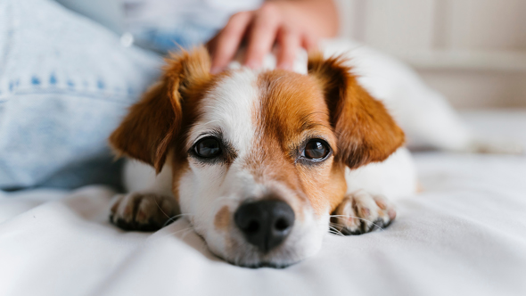 A close-up of a small, brown and white dog resting its head on a soft surface, with a person gently petting it in the background, showcasing a loving pet connection.